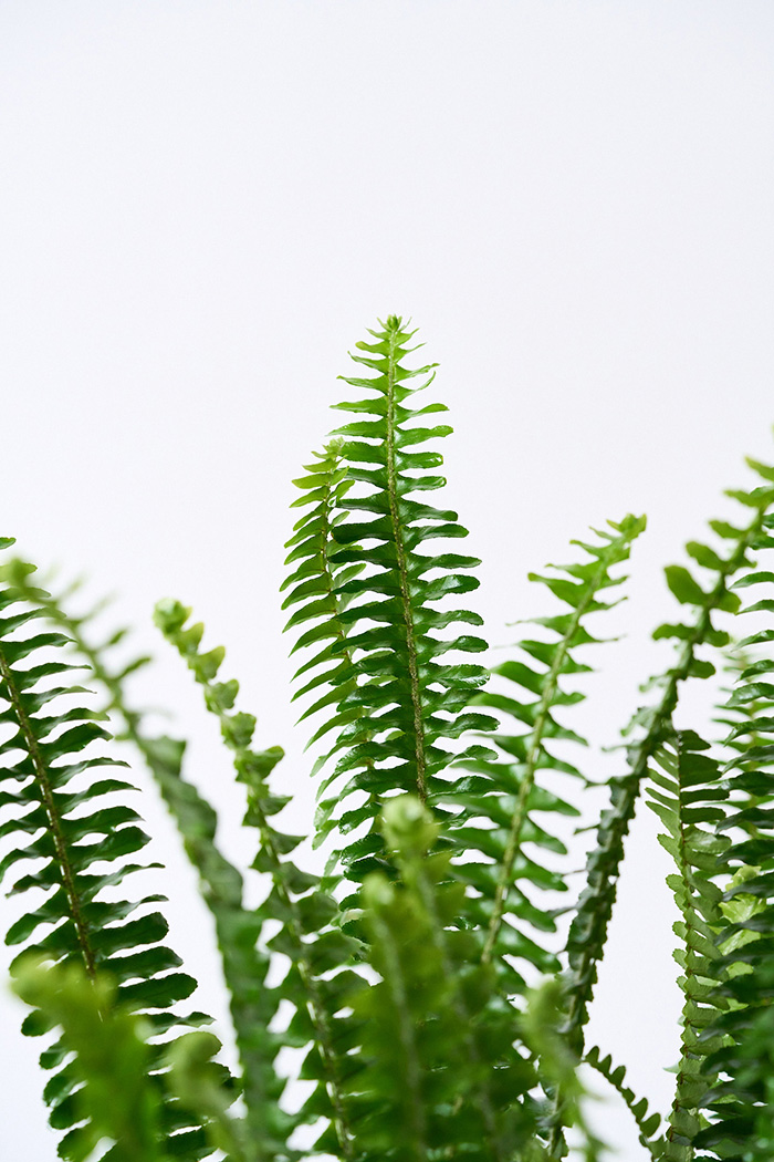 観葉植物 タマシダ（6号鉢）の写真9枚目