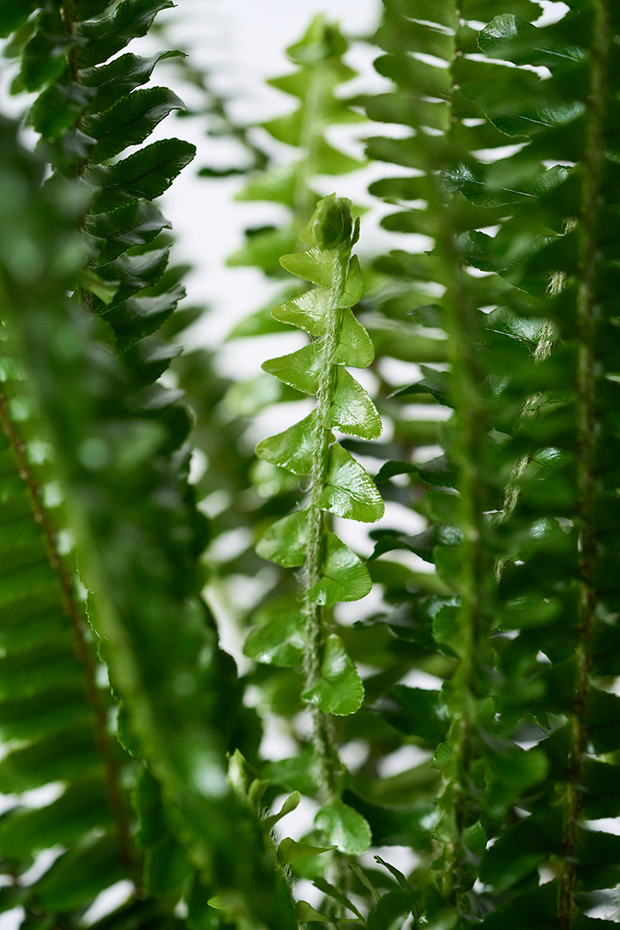観葉植物 タマシダ（6号鉢）の写真10枚目
