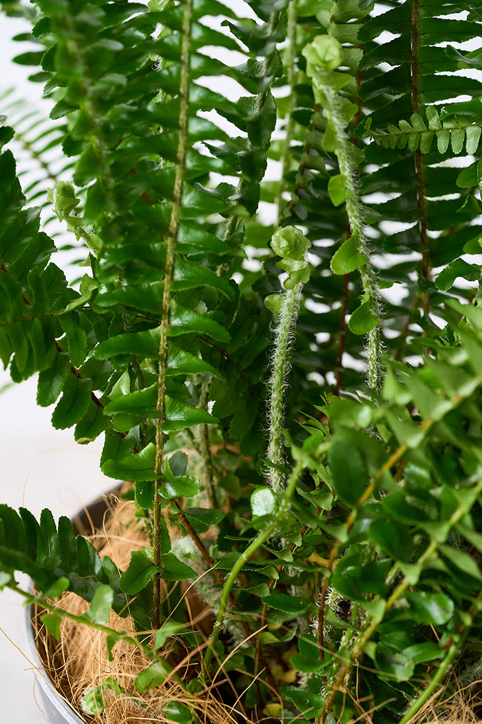 観葉植物 タマシダ（6号鉢）の写真11枚目