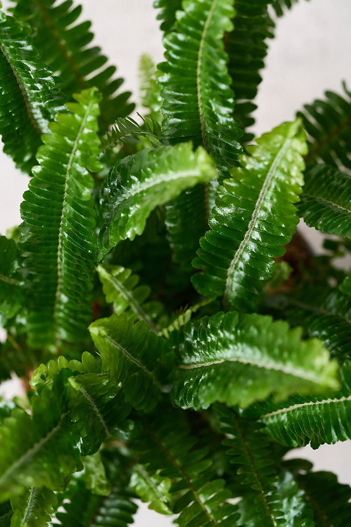 観葉植物 タマシダ（6号鉢）の写真12枚目