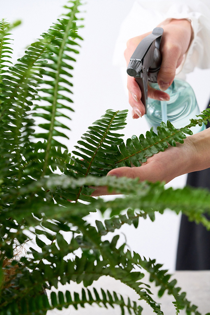 観葉植物 タマシダ（6号鉢）の写真13枚目