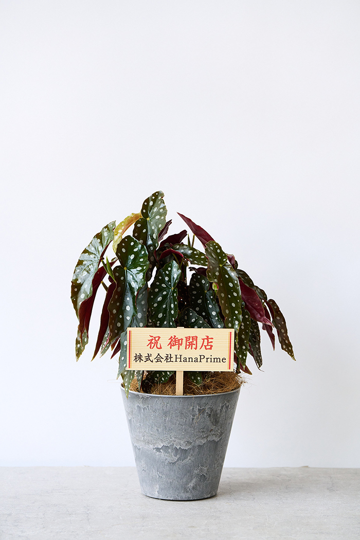 観葉植物 ベゴニア マクラータ（6号鉢）の写真2枚目