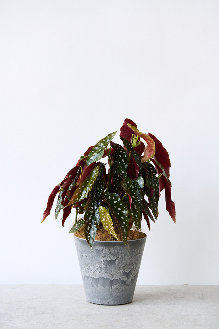 観葉植物 ベゴニア マクラータ（6号鉢）｜HanaPrime（ハナプライム）