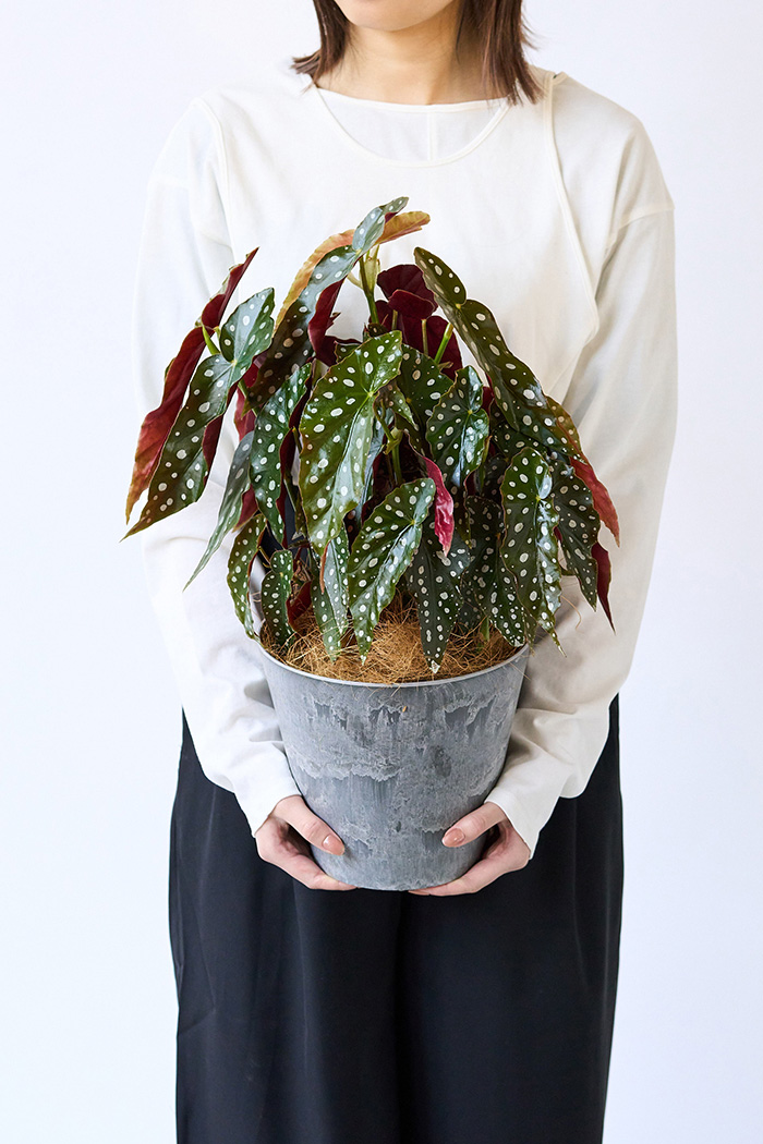 観葉植物 ベゴニア マクラータ（6号鉢）｜HanaPrime（ハナプライム）