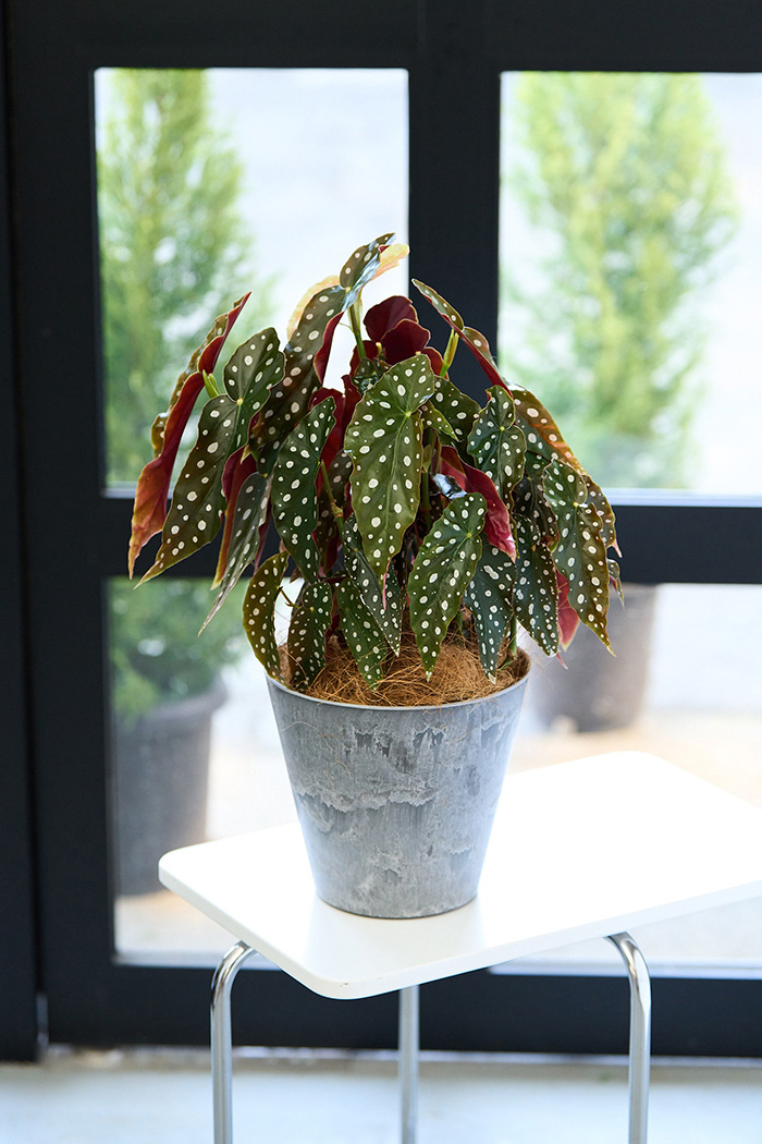 ベゴニアマクラータ Begonia maculataベゴニア マクラータ 4号置き鉢 - GREENLife