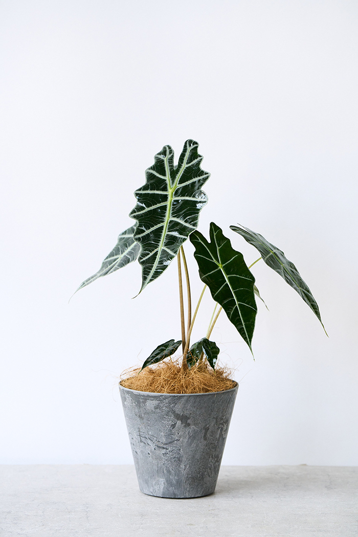 観葉植物 アロカシア アマゾニカ（6号鉢）