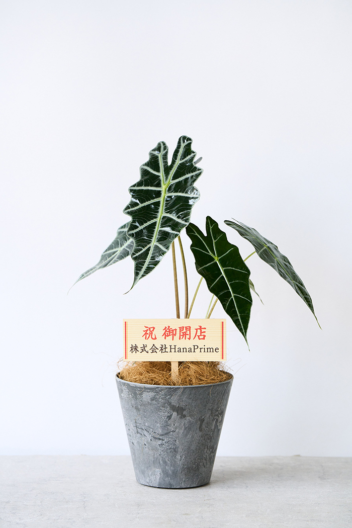 観葉植物 アロカシア アマゾニカ（6号鉢）