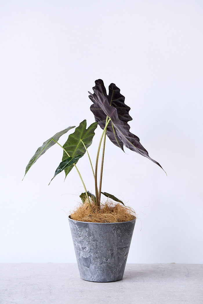 観葉植物 アロカシア アマゾニカ（6号鉢）の写真3枚目