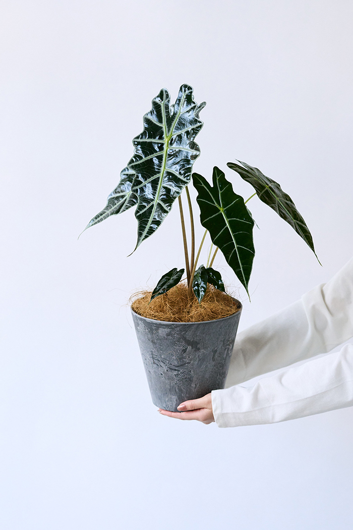 観葉植物 アロカシア アマゾニカ（6号鉢）の写真4枚目