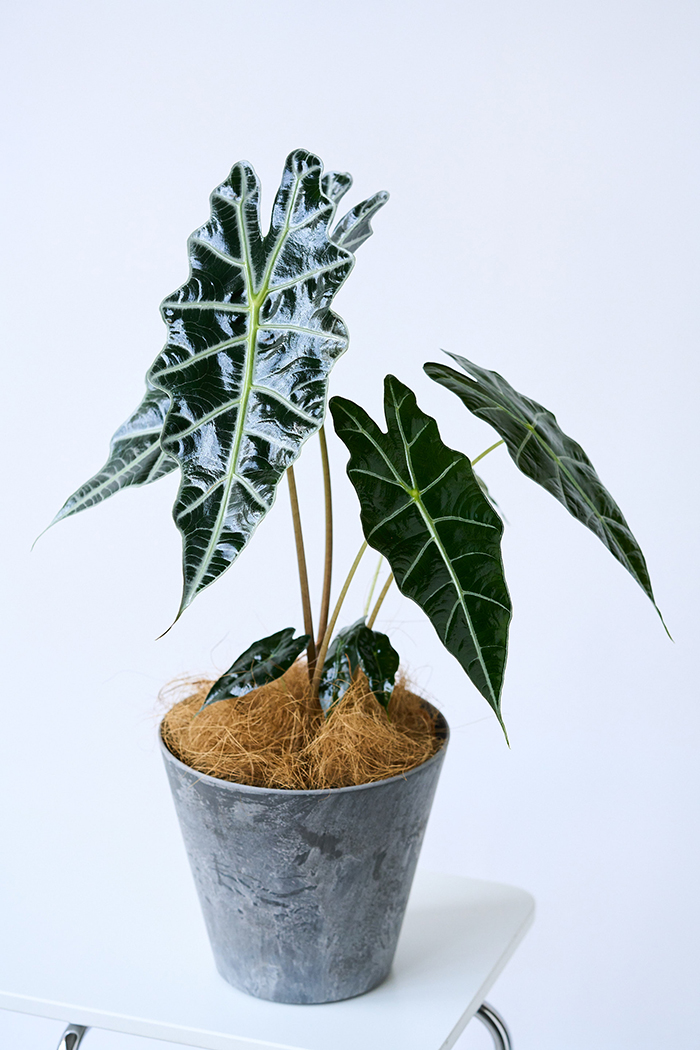 観葉植物 アロカシア アマゾニカ（6号鉢）の写真5枚目