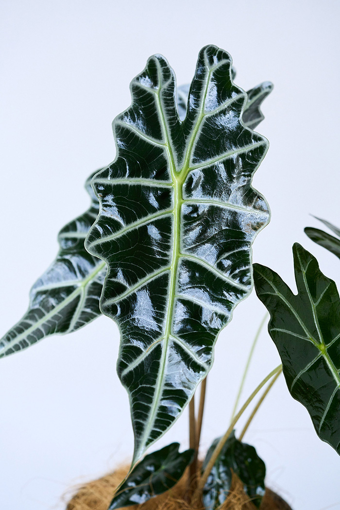 観葉植物 アロカシア アマゾニカ（6号鉢）の写真6枚目