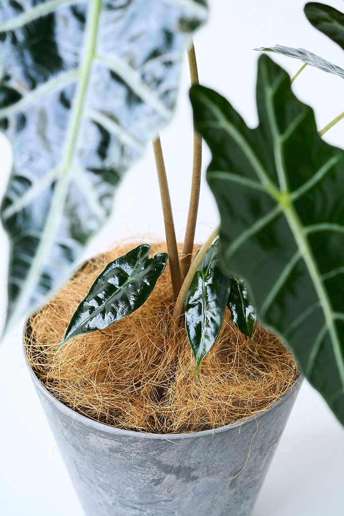 観葉植物 アロカシア アマゾニカ（6号鉢）｜HanaPrime（ハナプライム）