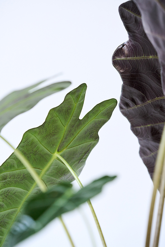 観葉植物 アロカシア アマゾニカ（6号鉢）の写真8枚目