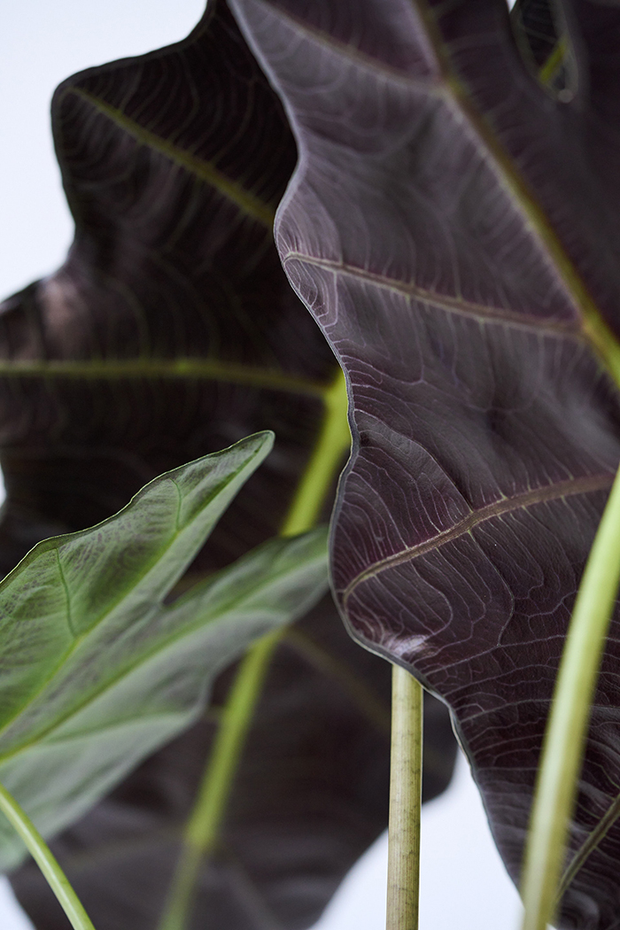 観葉植物 アロカシア アマゾニカ（6号鉢）の写真9枚目