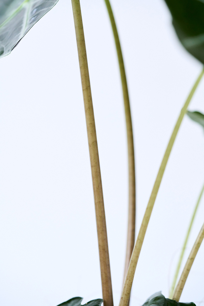 観葉植物 アロカシア アマゾニカ（6号鉢）の写真10枚目