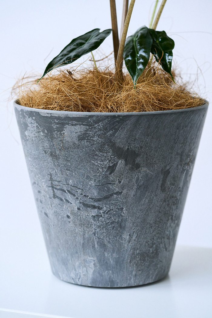 観葉植物 アロカシア アマゾニカ（6号鉢）の写真11枚目