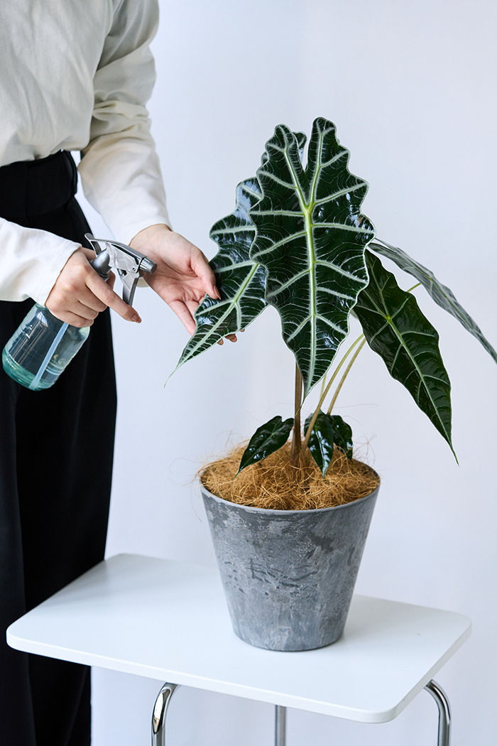 観葉植物 アロカシア アマゾニカ（6号鉢）の写真12枚目