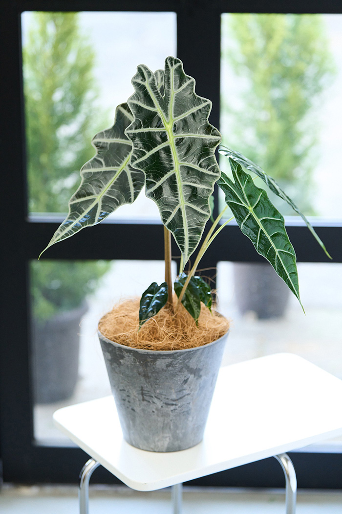 観葉植物 アロカシア アマゾニカ（6号鉢）の写真13枚目