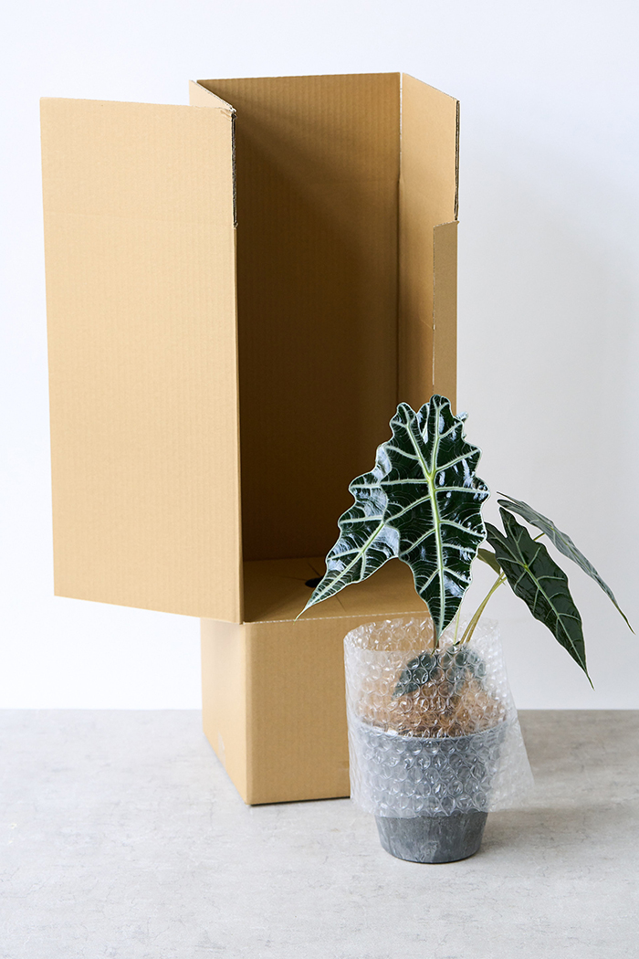 観葉植物 アロカシア アマゾニカ（6号鉢）の写真14枚目