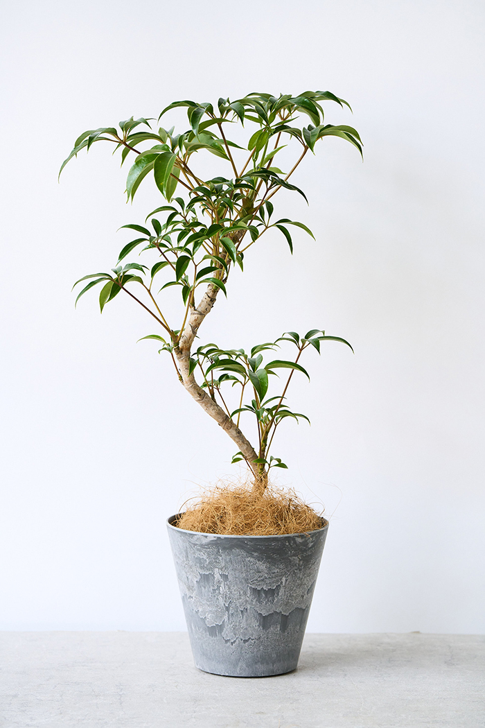 観葉植物 ツピタンサス 曲がり（6号鉢）