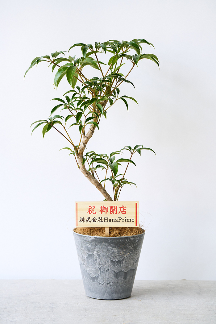 観葉植物 ツピタンサス 曲がり（6号鉢）