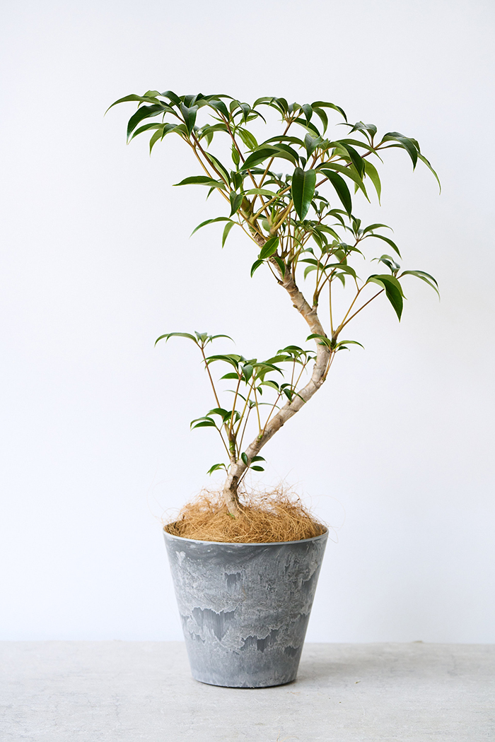 観葉植物 ツピタンサス 曲がり（6号鉢）｜HanaPrime（ハナプライム）