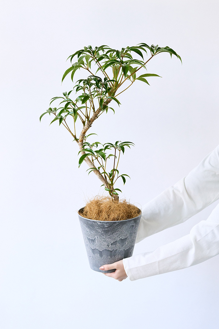 観葉植物 ツピタンサス 曲がり（6号鉢）｜HanaPrime（ハナプライム）