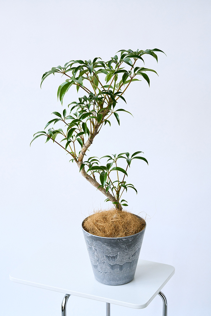 観葉植物 ツピタンサス 曲がり（6号鉢）の写真5枚目