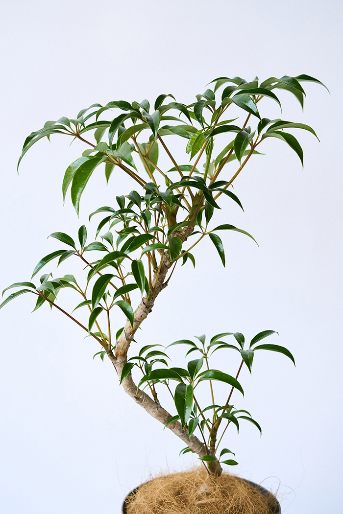 観葉植物 ツピタンサス 曲がり（6号鉢）の写真6枚目