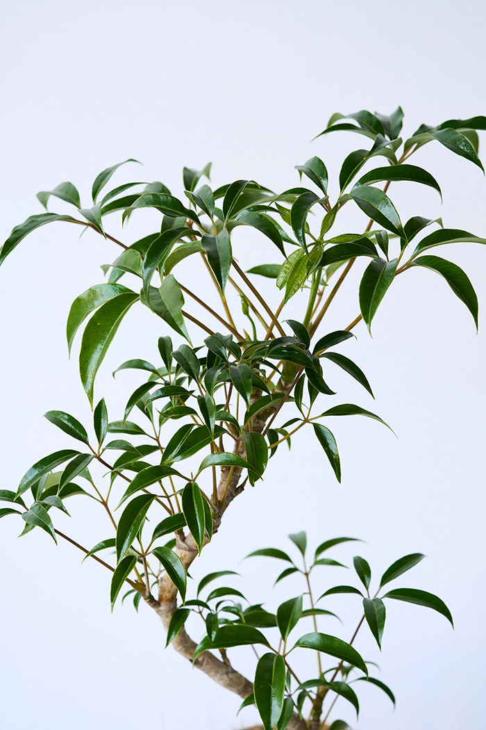 観葉植物 ツピタンサス 曲がり（6号鉢）の写真7枚目