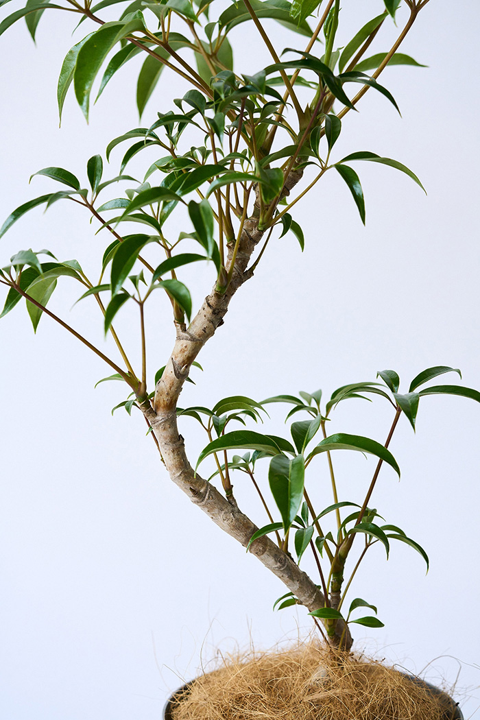 枝ぶりの美しさが際立つ、曲がり仕立てのツピダンサス.1.太幹曲がり仕立て 枝ぶりの美しさが際立つ、曲がり仕立てのツピダンサス.1.太幹