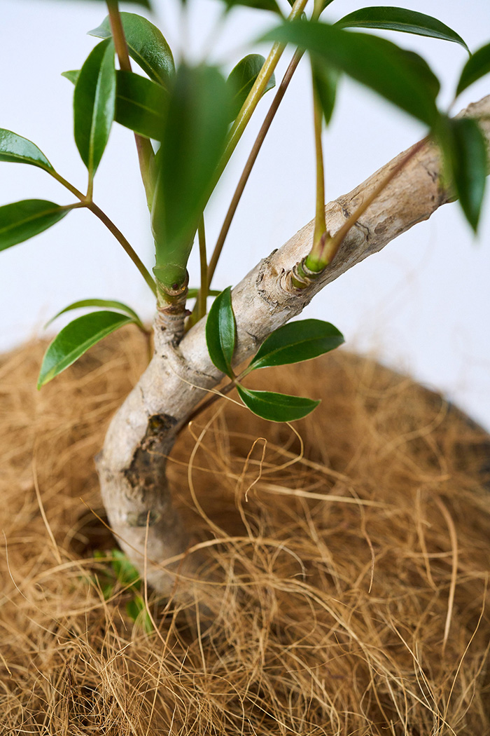 観葉植物 ツピタンサス 曲がり（6号鉢）の写真9枚目