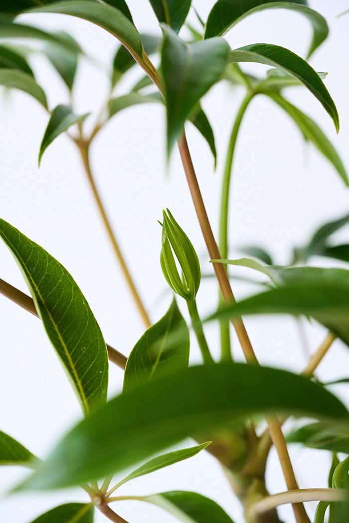 観葉植物 ツピタンサス 曲がり（6号鉢）の写真10枚目