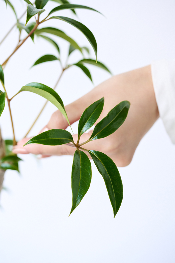 観葉植物 ツピタンサス 曲がり（6号鉢）の写真11枚目