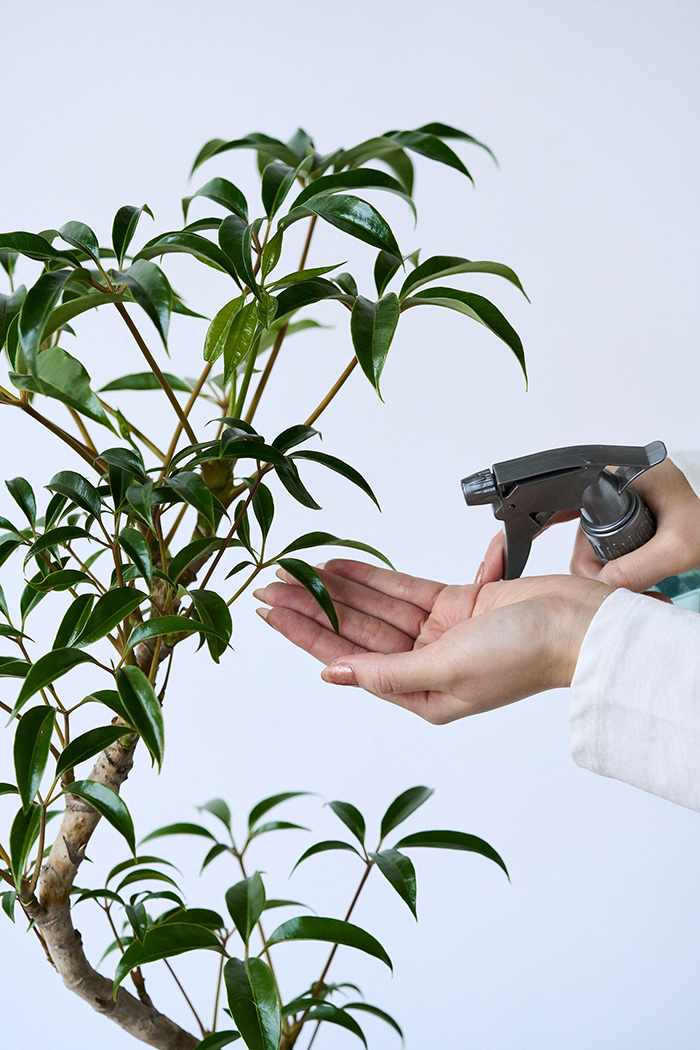 観葉植物 ツピタンサス 曲がり（6号鉢）の写真13枚目