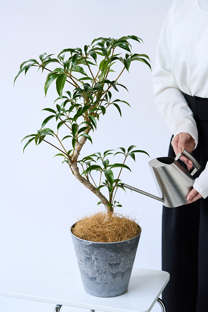 観葉植物 ツピタンサス 曲がり（6号鉢）の写真14枚目