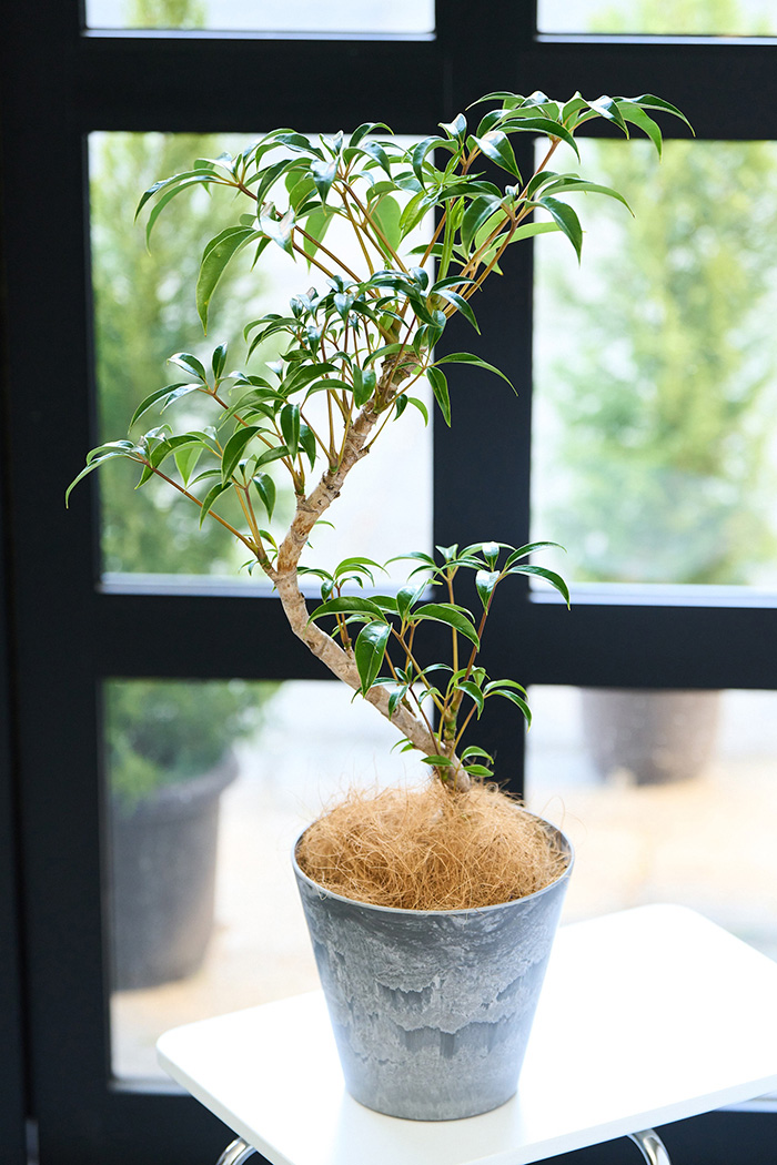 観葉植物 ツピタンサス 曲がり（6号鉢）の写真15枚目