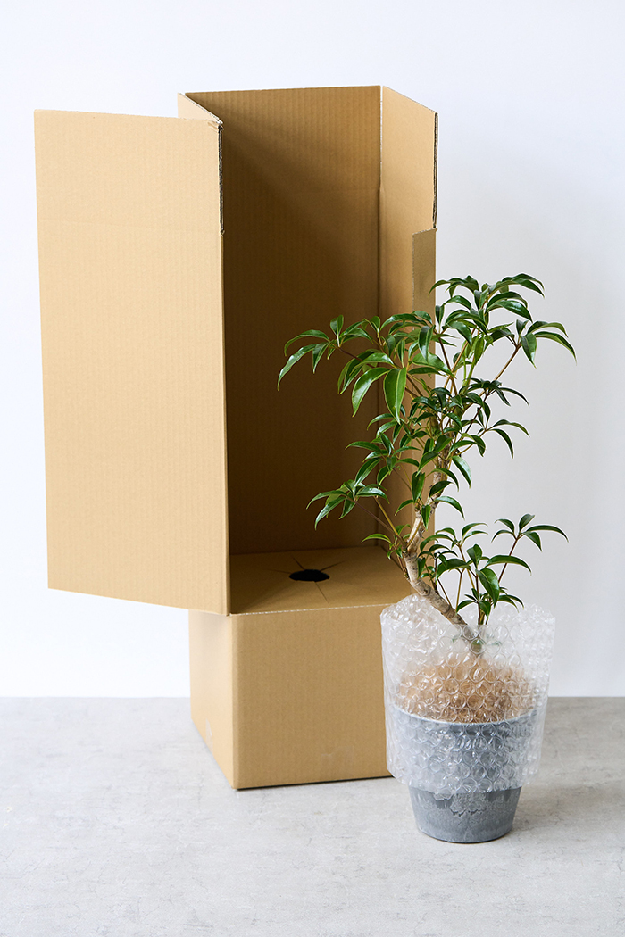 観葉植物 ツピタンサス 曲がり（6号鉢）の写真16枚目