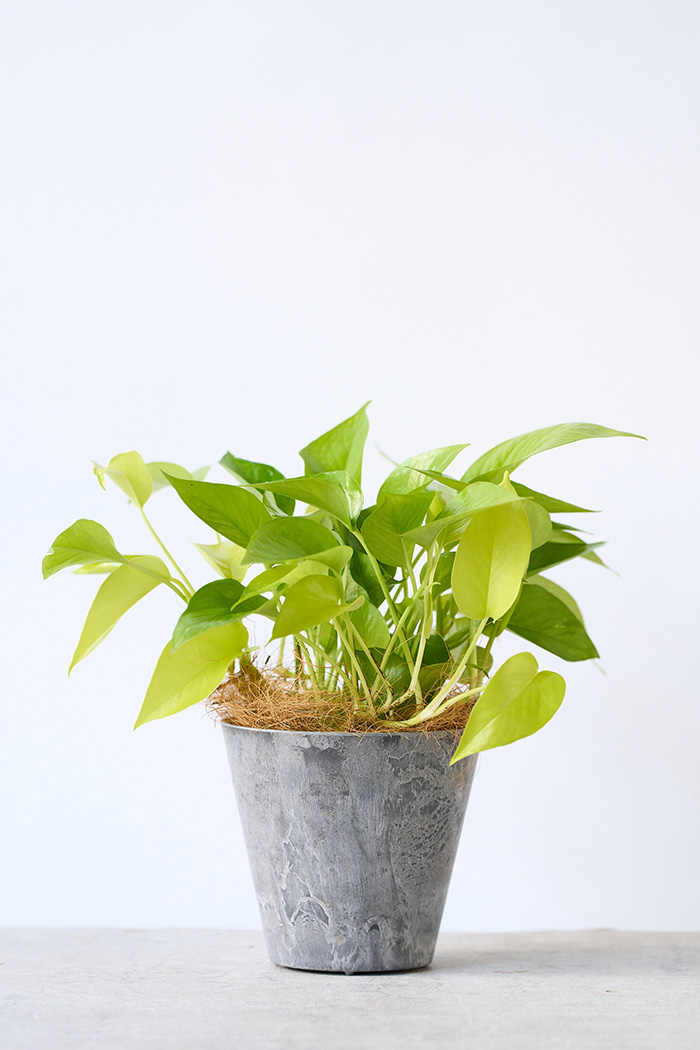 観葉植物 ポトス ライム（4号鉢）の写真1枚目