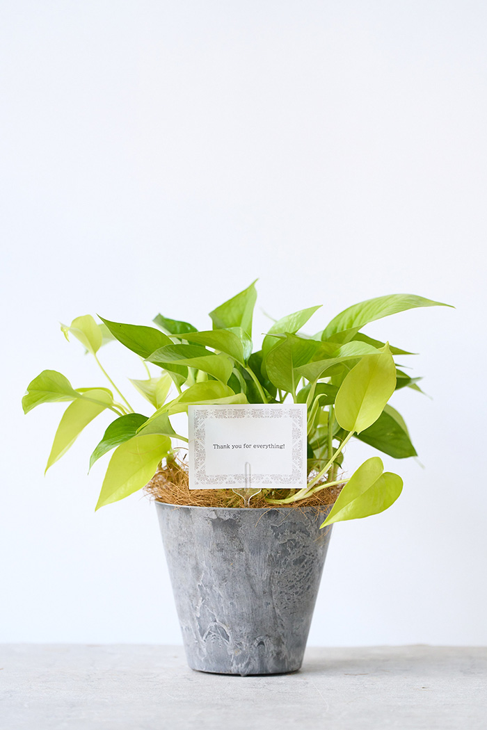 観葉植物 ポトス ライム（4号鉢）