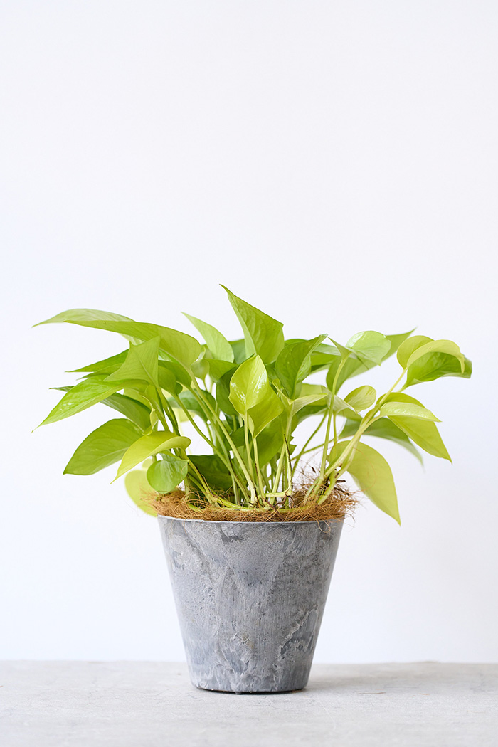 観葉植物 ポトス ライム（4号鉢）｜HanaPrime（ハナプライム）