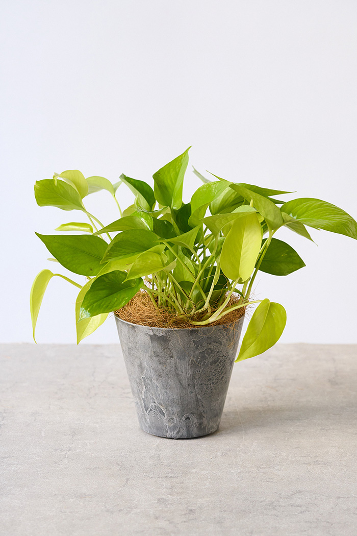 観葉植物 ポトス ライム（4号鉢）の写真4枚目