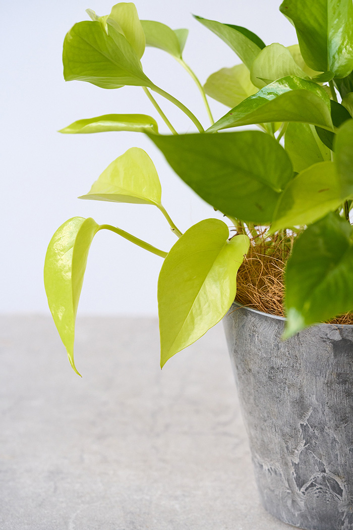 観葉植物 ポトス ライム（4号鉢）の写真5枚目