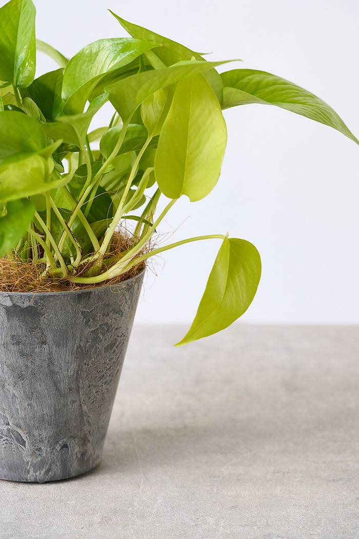 観葉植物 ポトス ライム（4号鉢）の写真6枚目