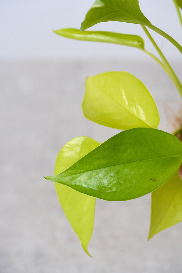 観葉植物 ポトス ライム（4号鉢）の写真7枚目
