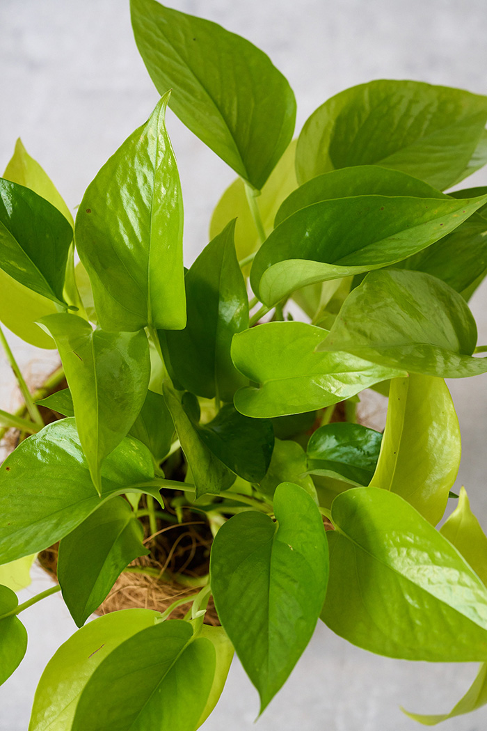 観葉植物 ポトス ライム（4号鉢）の写真8枚目