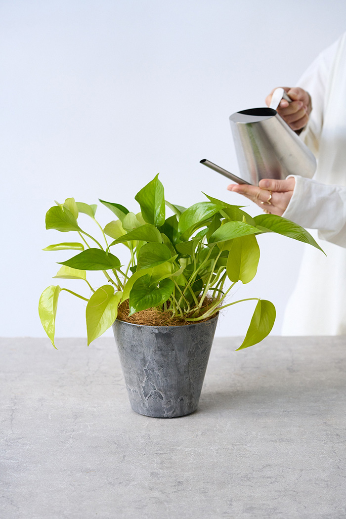 観葉植物 ポトス ライム（4号鉢）の写真9枚目