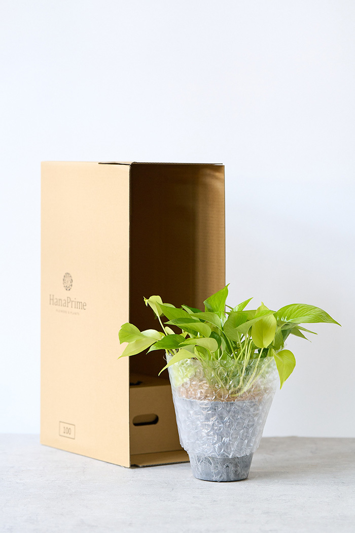 観葉植物 ポトス ライム（4号鉢）｜HanaPrime（ハナプライム）
