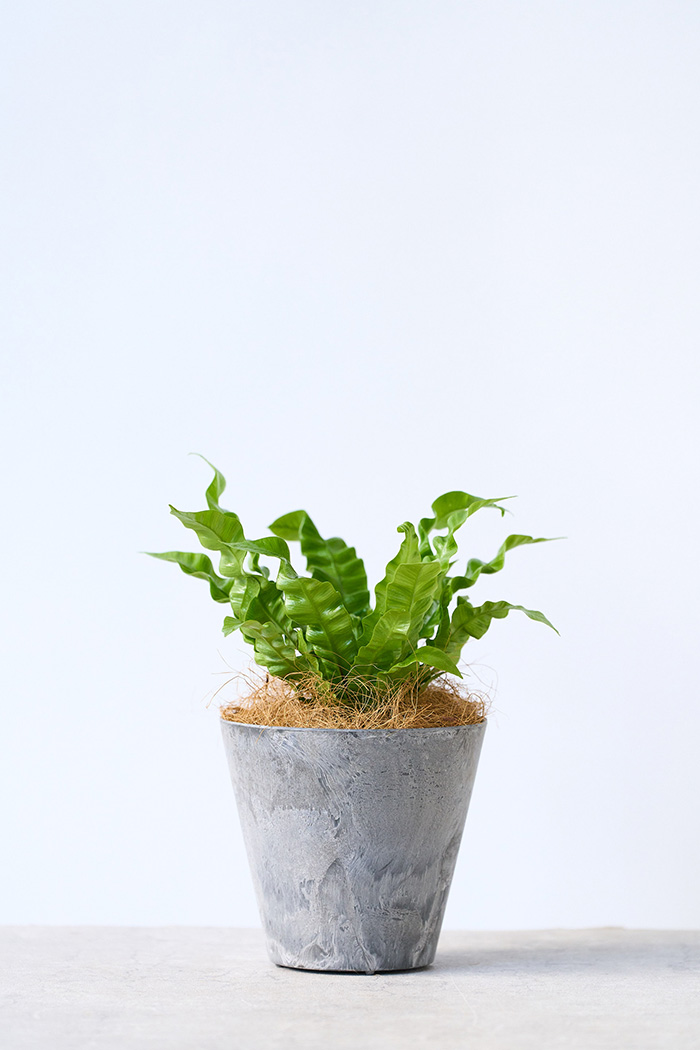 観葉植物 アスプレニウム エメラルドウェーブ（4号鉢）｜HanaPrime