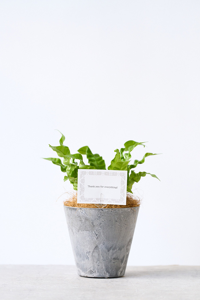 観葉植物 アスプレニウム エメラルドウェーブ（4号鉢）